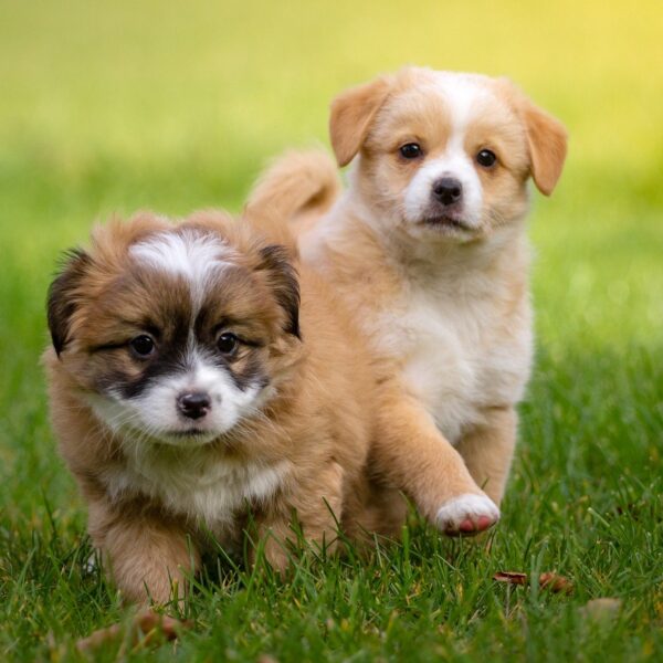 hunde welpen