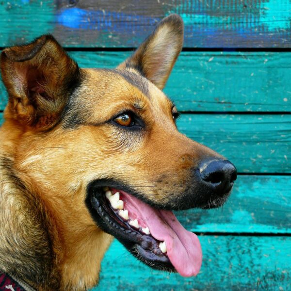 Das Wobbler-Syndrom beim Hund