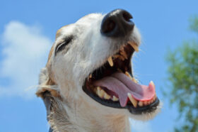 Hund mit Mundgeruch