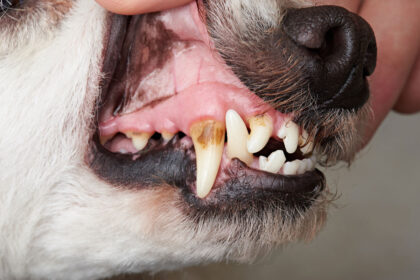 Hund mit viel Zahnstein