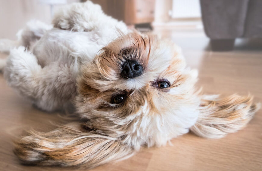 hunde kekse selber machen