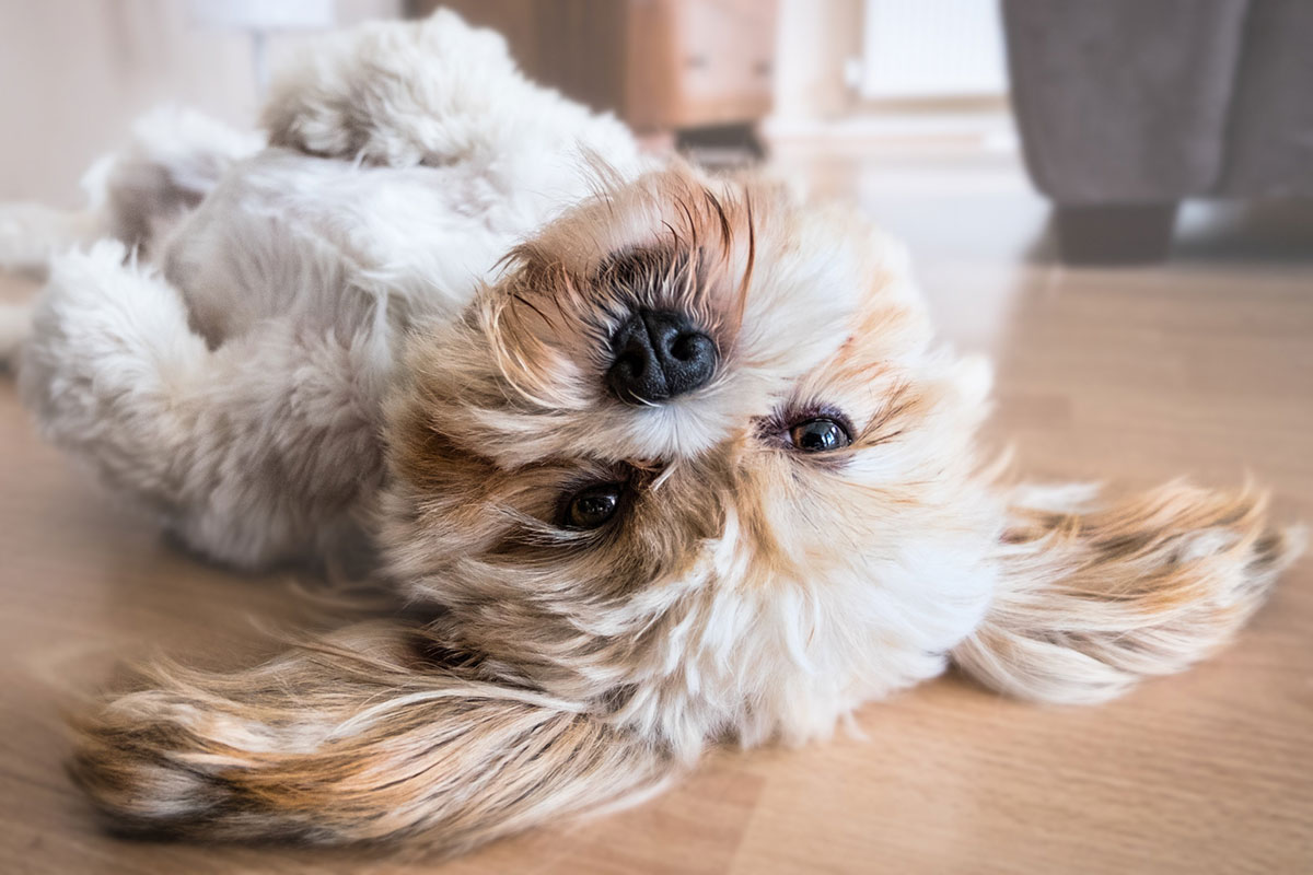 hunde kekse selber machen