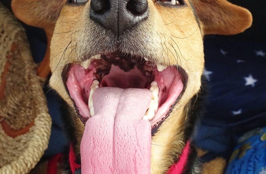 hunde lächeln mundgeruch