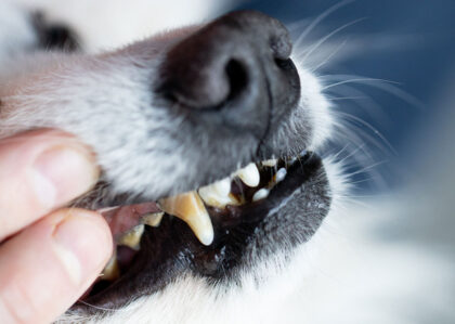 Hund mit Zahnstein