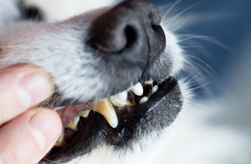 Zahnstein beim Hund entfernen – Die natürliche Zahnreinigung