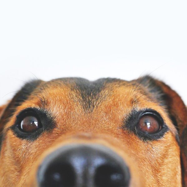 hund-intelligent