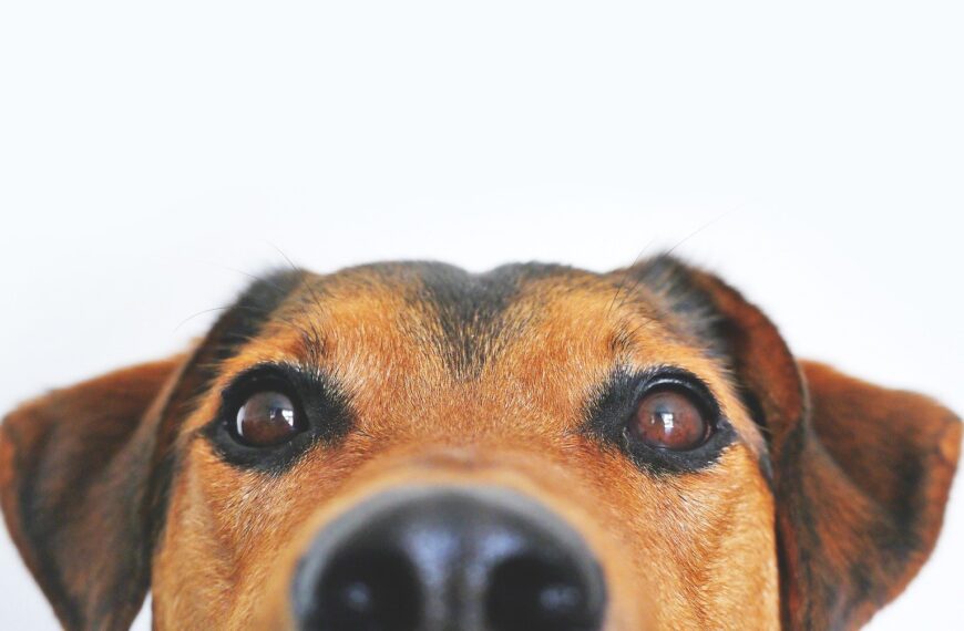 hund-intelligent