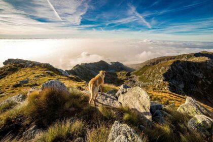 dog in the mountains