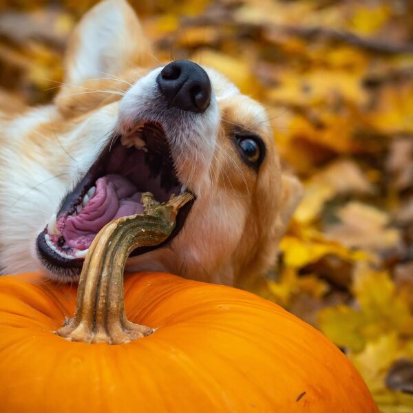 hund fressen