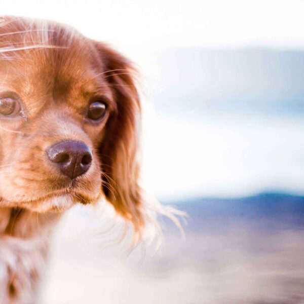 DOG FIT by PreThis - Naturprodukte für Hunde