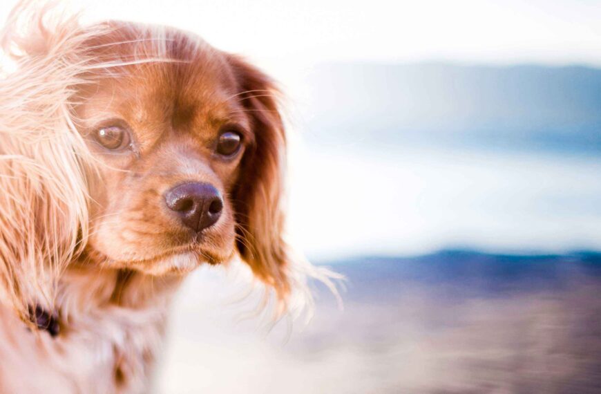 DOG FIT by PreThis - Naturprodukte für Hunde