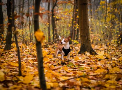 Dog in the forest