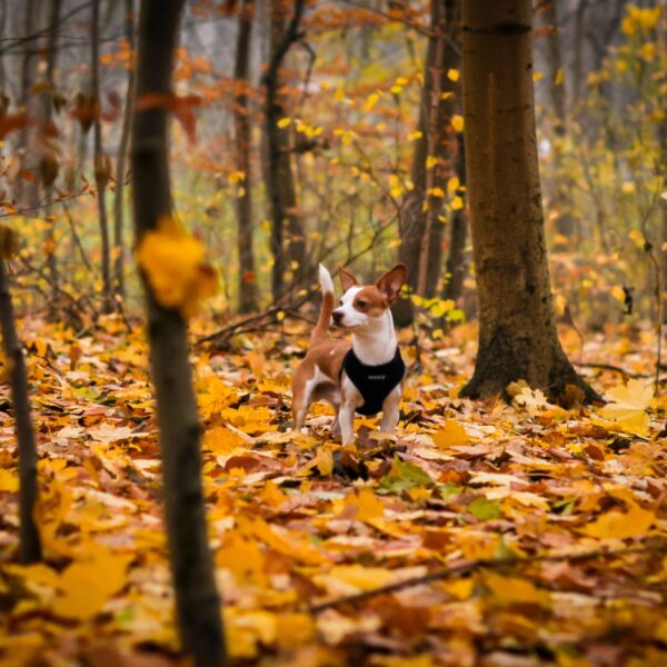 Hund im wald