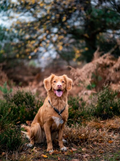 Dogs in autumn