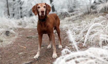 dog im winter