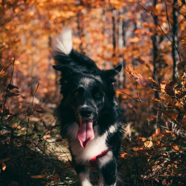 The 7 biggest misconceptions about dogs