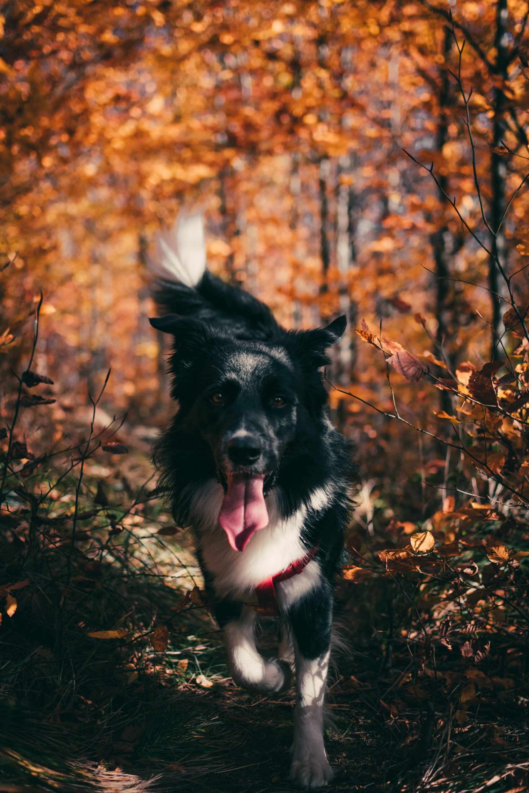 Fitter Hund im herbst