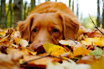 Dog in Autumn leaves