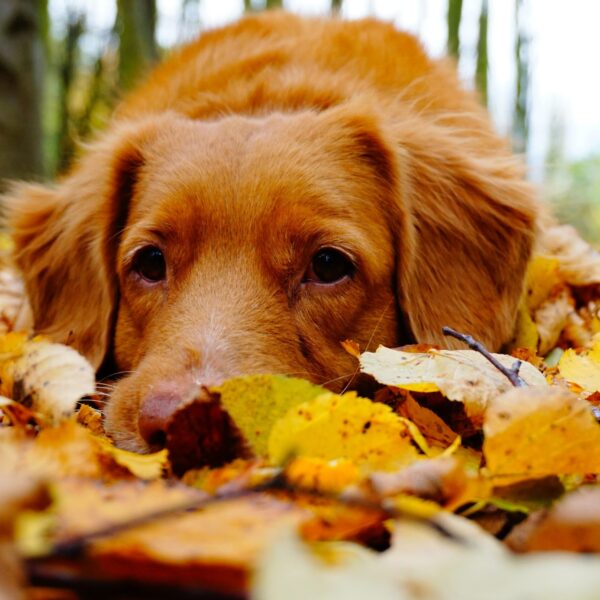 Hund im Herbstlaub