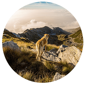 Gesunder Hund in der Natur