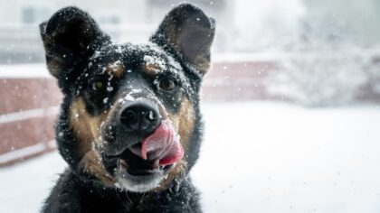 hund im schnee