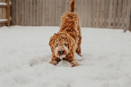 dog in the snow