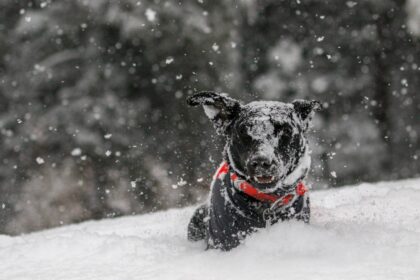 hund im schnee