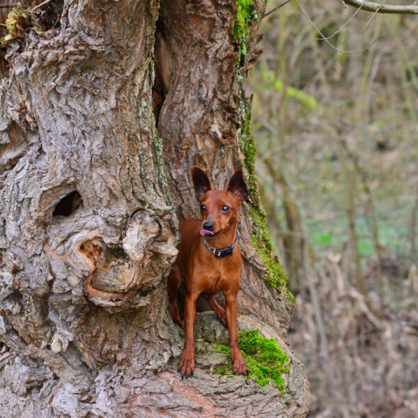 hund in der natur