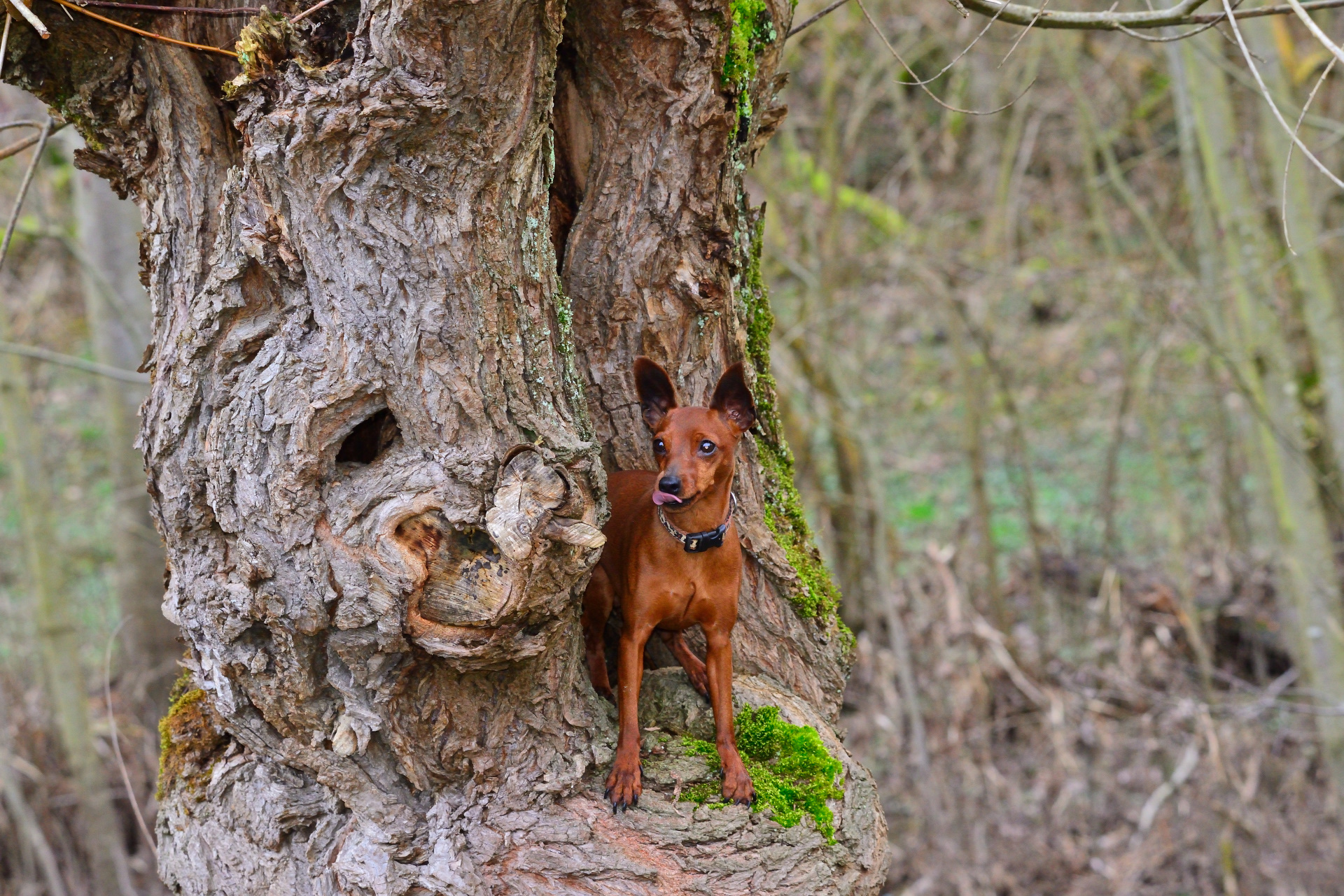 hund in der natur