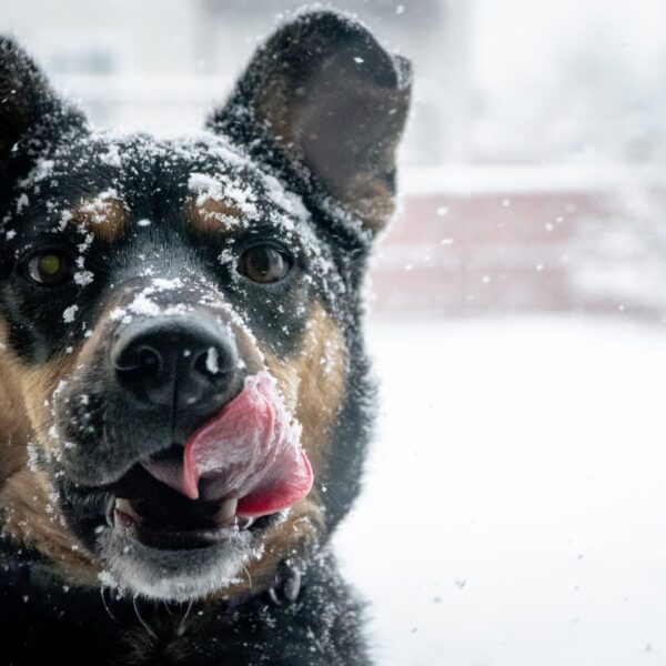 hund winter