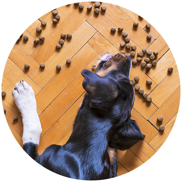 Hund Futter
