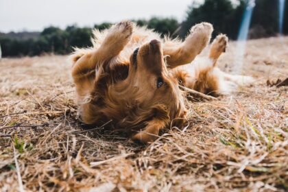 hund-in-der-sonne