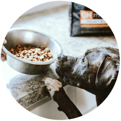 Disadvantages of ready-made dry and wet dog food