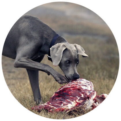 dog eats meat