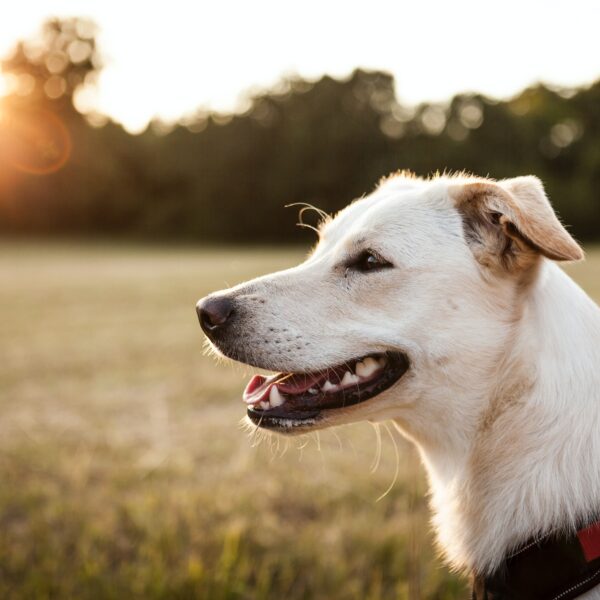 hund fellpflege