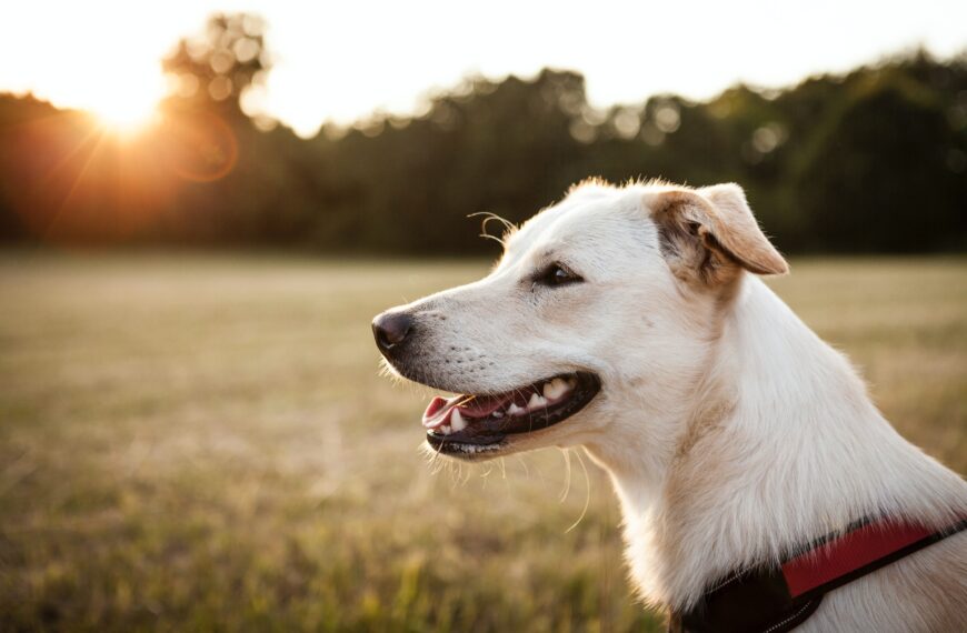 Tips for dog grooming