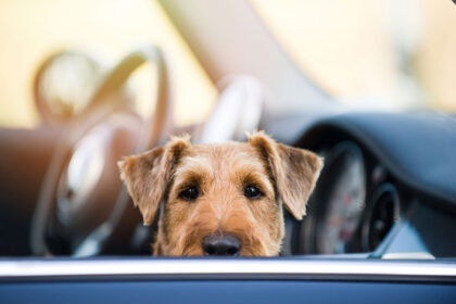 Hund im Auto im Sommer bei Hitze