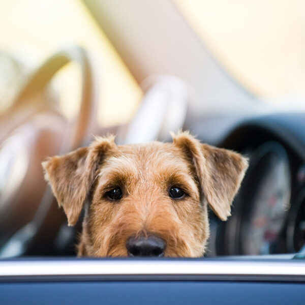 Hot asphalt – danger for dog paws