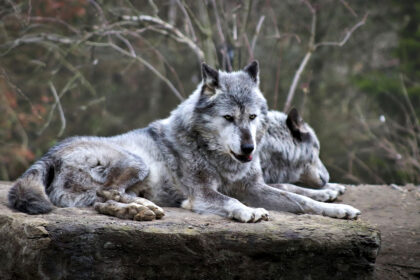 Der Weg des Wolfes zum Haushund