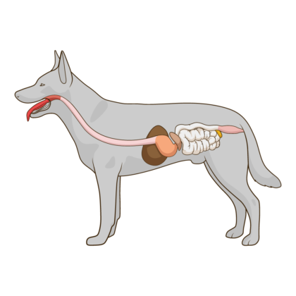Dog gastrointestinal leaky gut