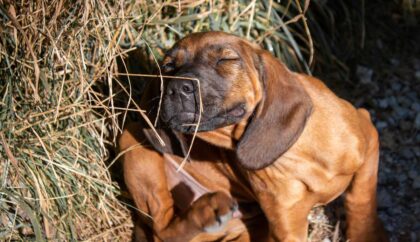 dog with itching