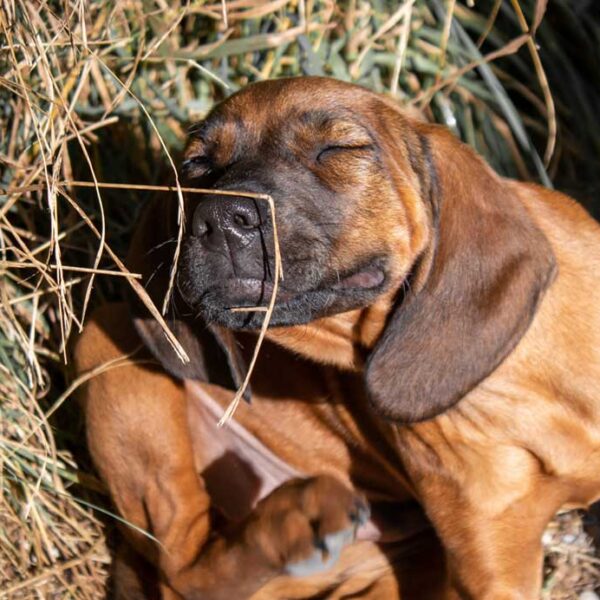 hund mit juckreiz