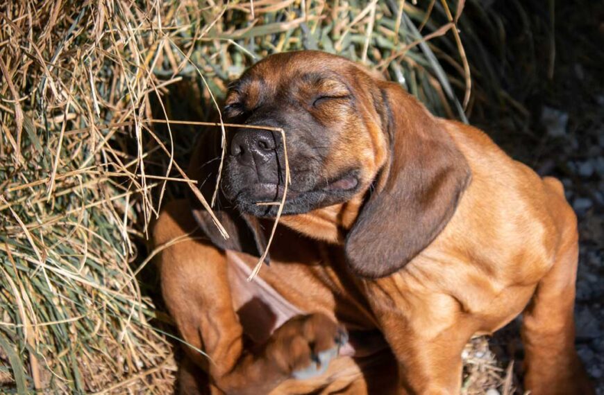 hund mit juckreiz