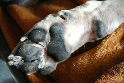 Dog Paw - Nail Trimming