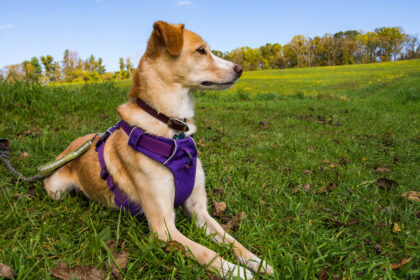 Tierschutzhund Angsthund Geschirr anlegen