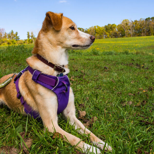 Tierschutzhund Angsthund Geschirr anlegen