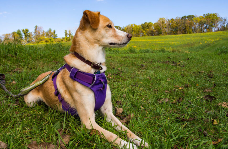 Tierschutzhund Angsthund Geschirr anlegen