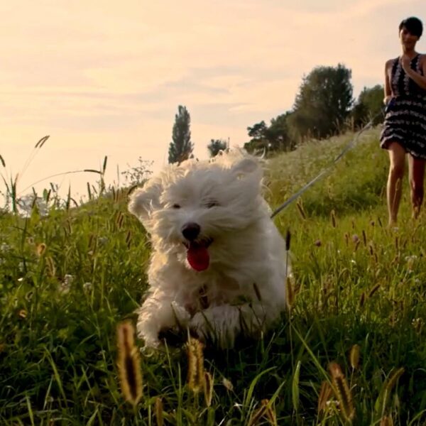 DOG FIT by PreThis