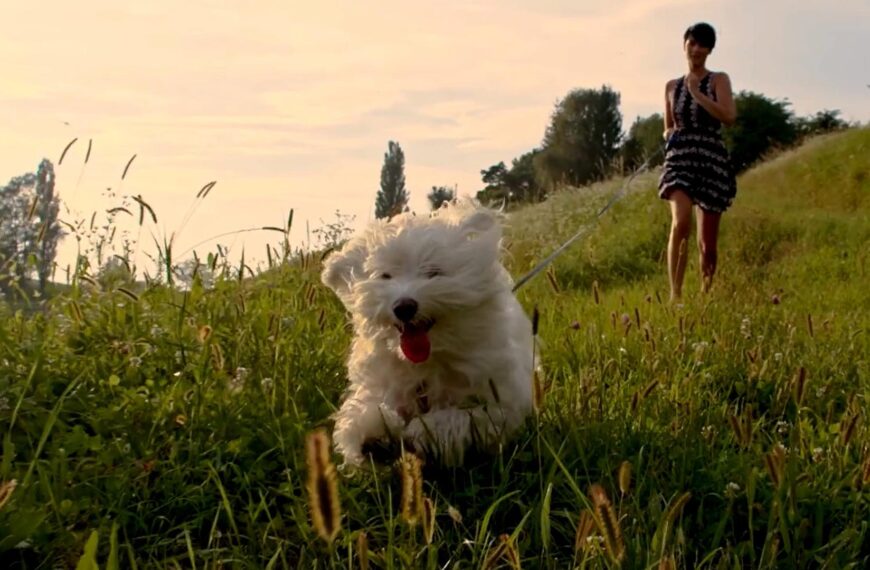 DOG FIT by PreThis