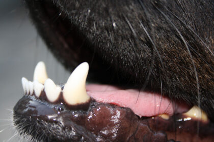 Teeth brushing for dogs - sensible or torture?